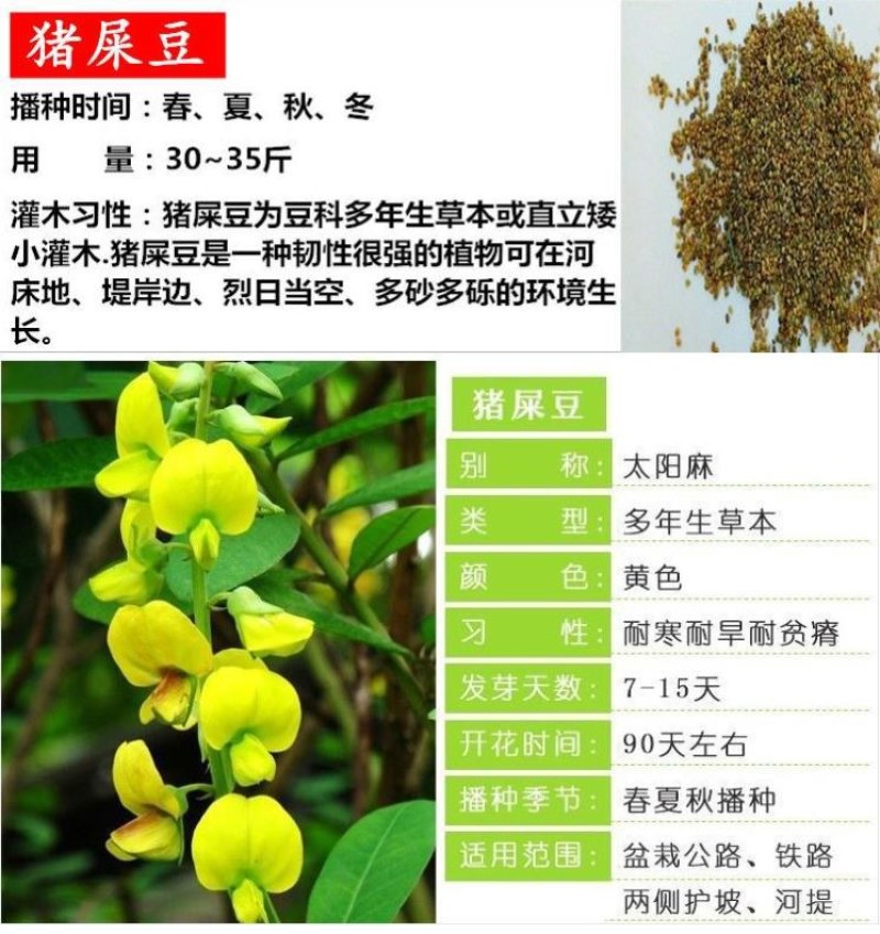 新采猪屎豆种子太阳麻种子椭圆叶猪屎豆三圆叶猪屎豆护