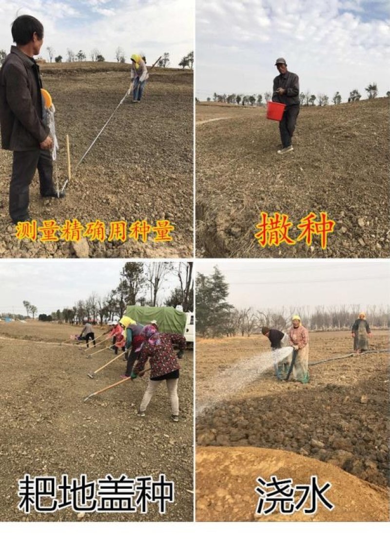 新采猪屎豆种子太阳麻种子椭圆叶猪屎豆三圆叶猪屎豆护