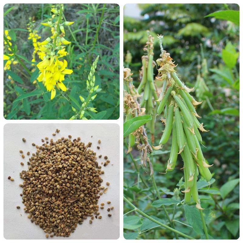 新采猪屎豆种子太阳麻种子椭圆叶猪屎豆三圆叶猪屎豆护