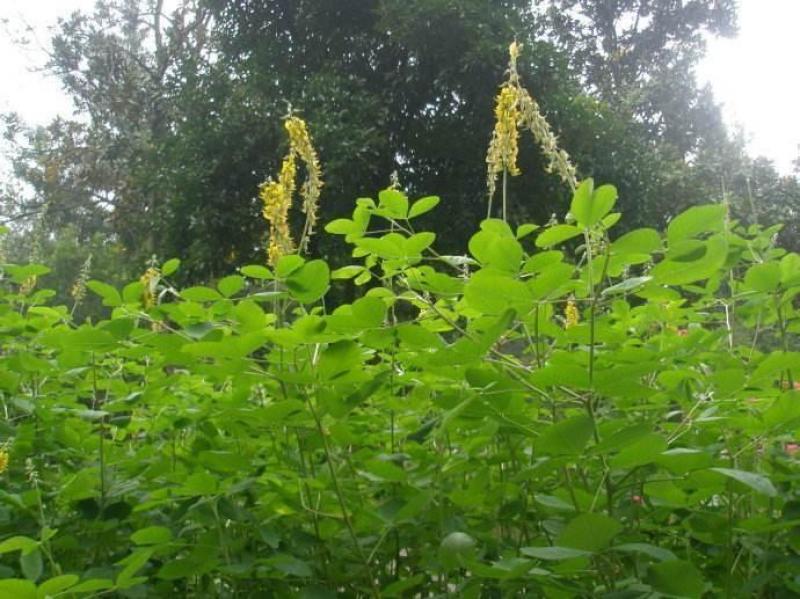 新采猪屎豆种子太阳麻种子椭圆叶猪屎豆三圆叶猪屎豆护