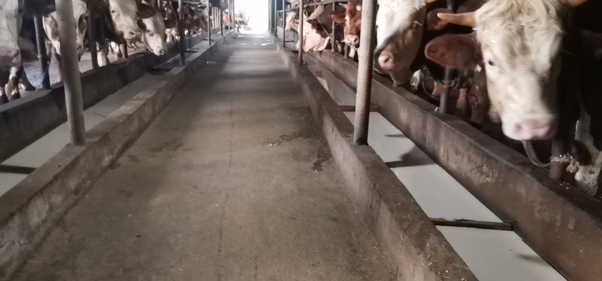 一群体格匀称、肌肉发达的F1代杂交牛正围站在TMR搅拌车旁进食,背景为封闭式育肥牛舍,配备自动喂料通道和喷雾降温系统 西门塔尔与利木赞F1代杂交牛群在现代化育肥场中采食TMR日粮
