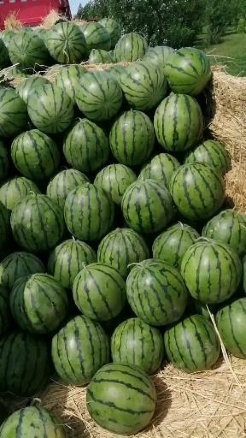 吉林洮南西瓜代办京欣西瓜产地大量供应欢迎来电订购