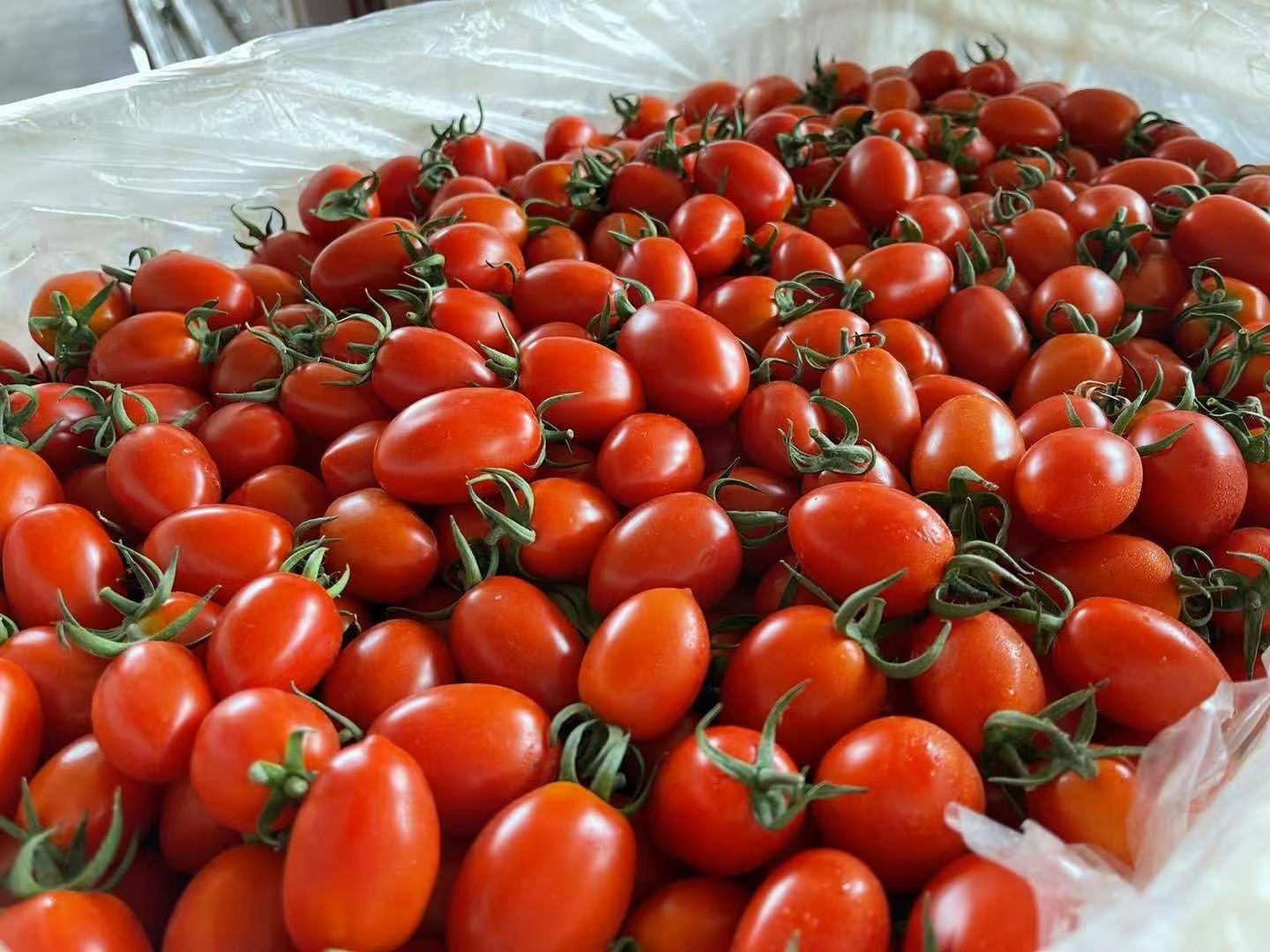 一颗颗鲜红饱满的千禧圣女果,排列整齐,表皮光滑有光泽 千禧圣女果特写