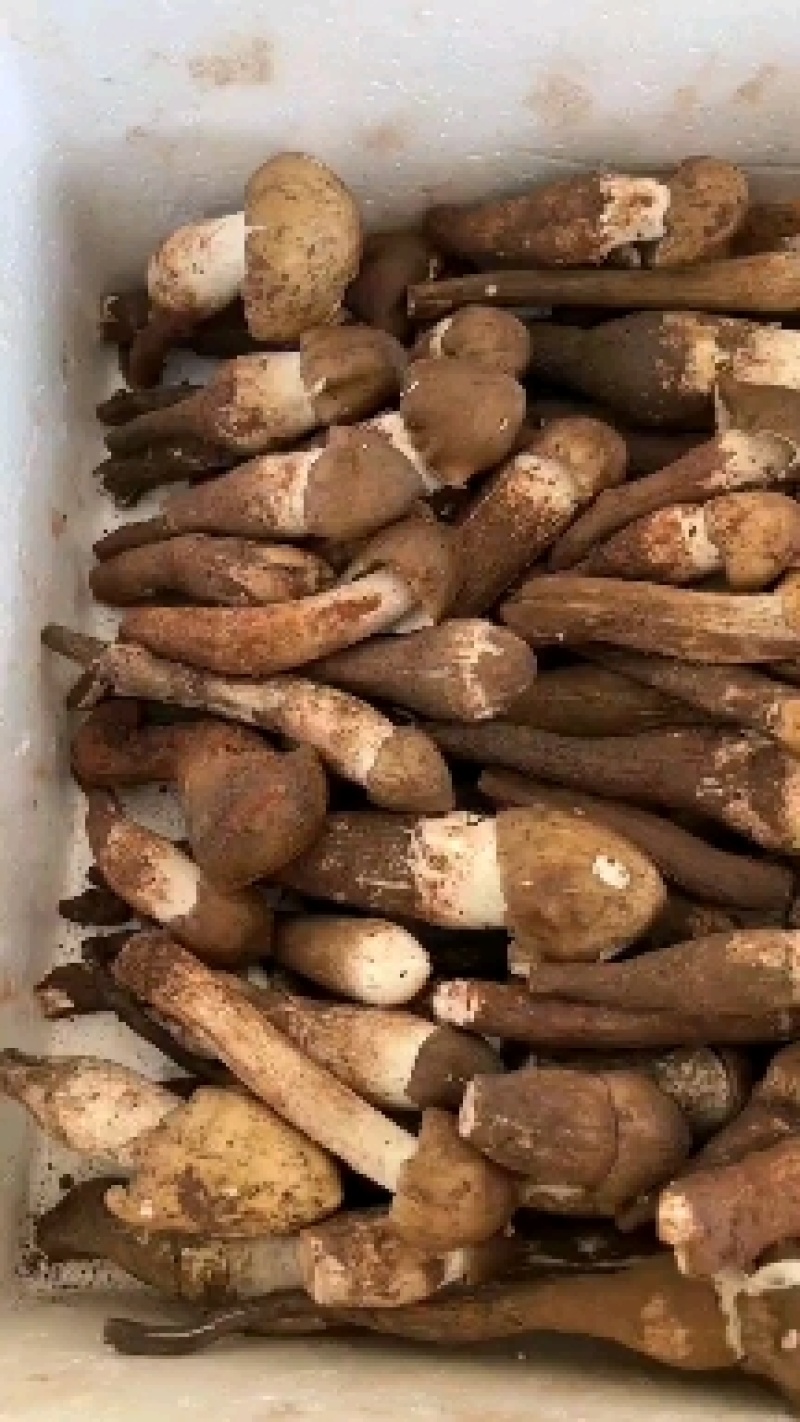 野生鸡枞也叫斗鸡公***食用菌营养价值高精品质量保证