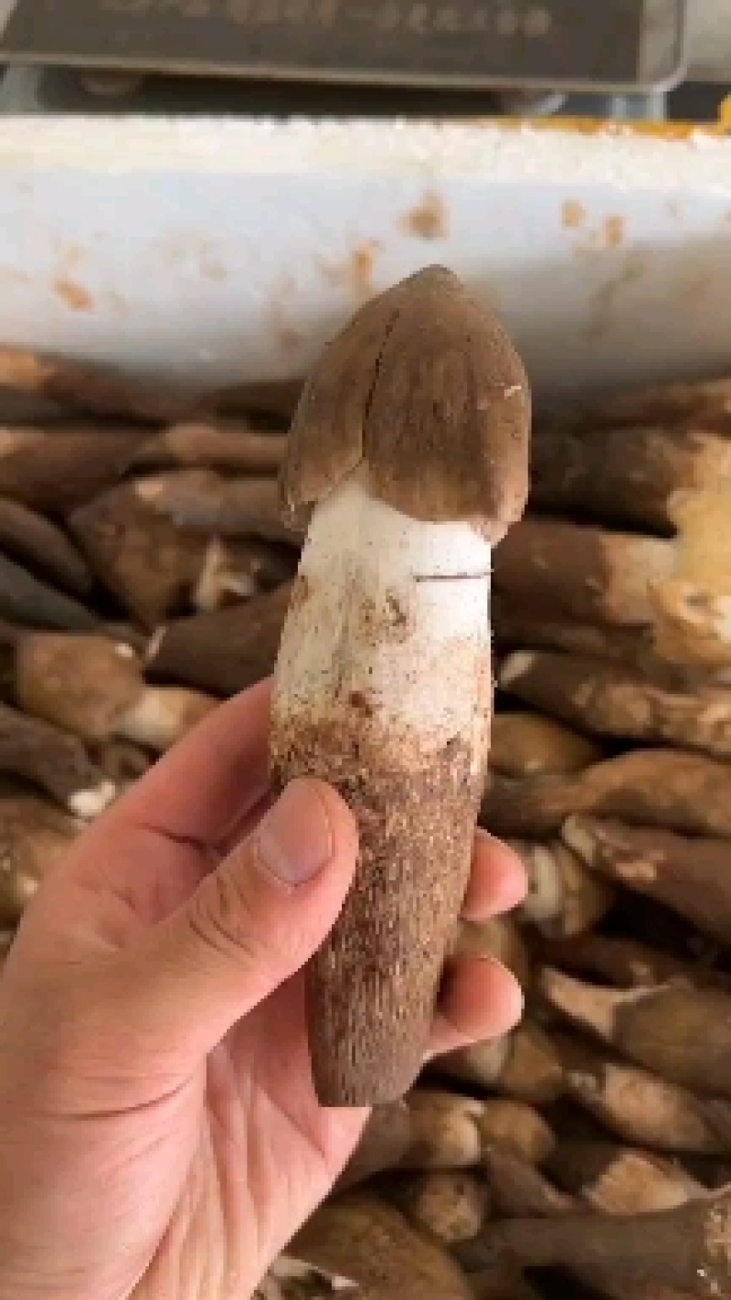 野生鸡枞也叫斗鸡公***食用菌营养价值高精品质量保证