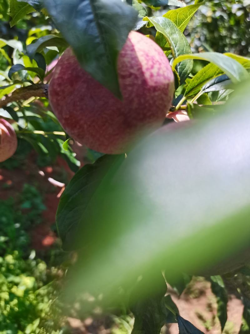 芙蓉李