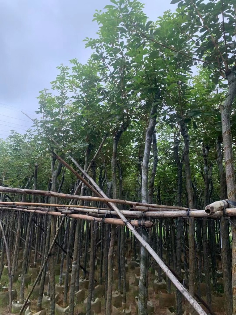 黄花风铃木5到25公分都有量需要可以联系