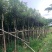黄花风铃木5到25公分都有量需要可以联系