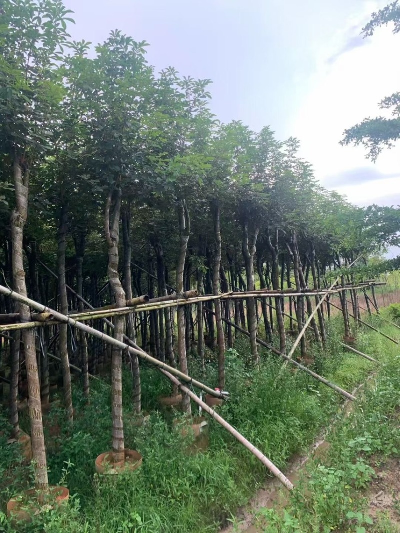 黄花风铃木5到25公分都有量需要可以联系