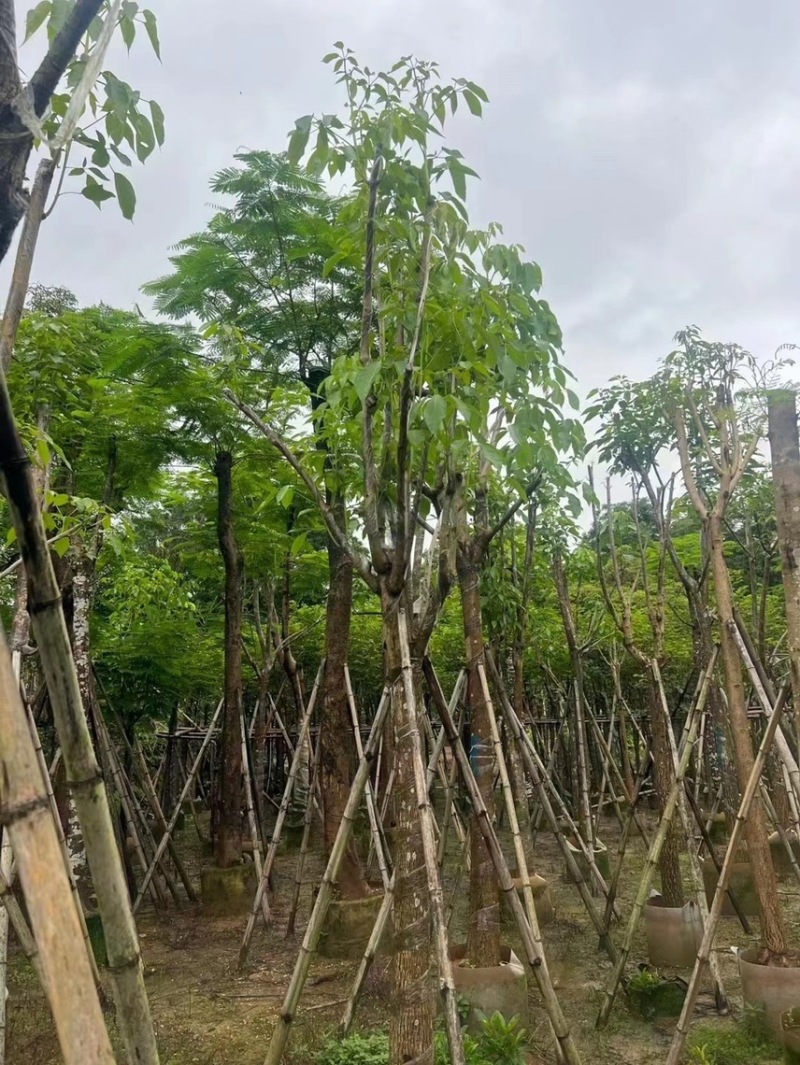 红花风铃木5～25公分