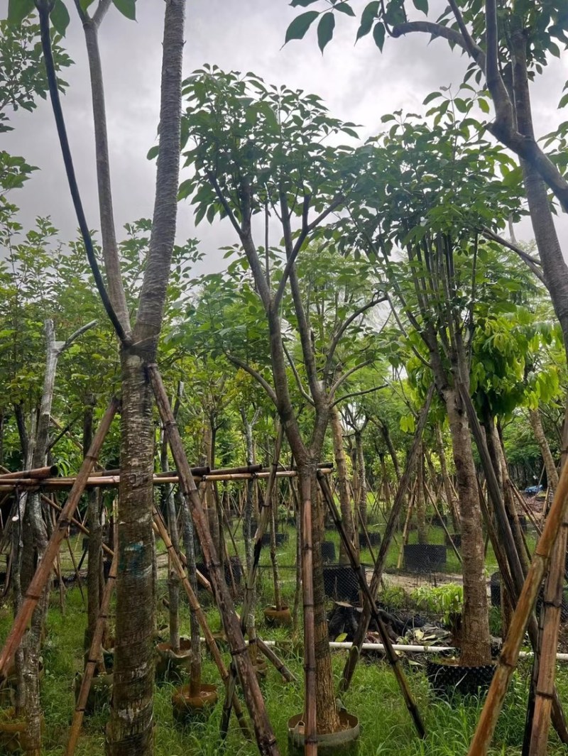 红花风铃木5～25公分