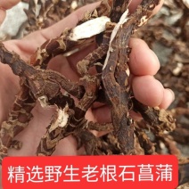 野生石菖蒲