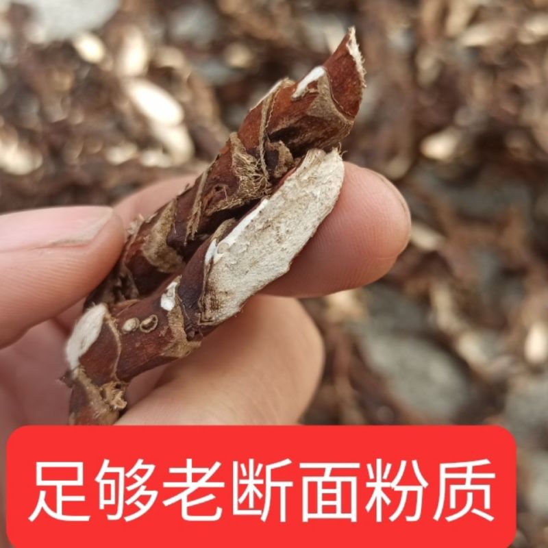 野生石菖蒲