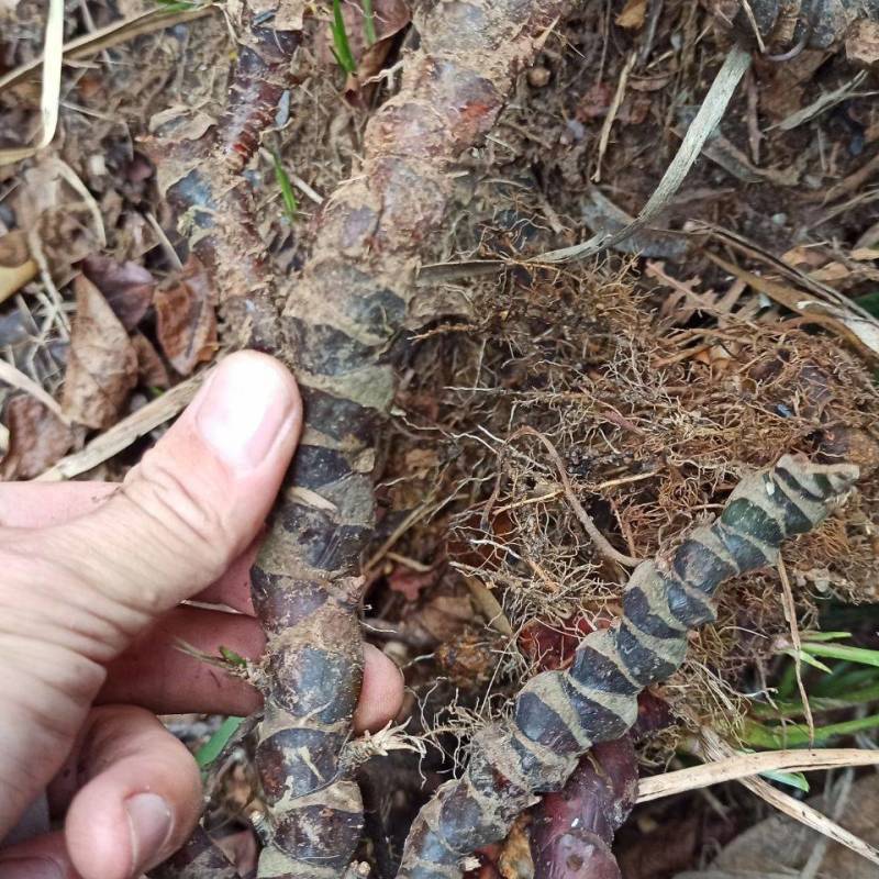 野生石菖蒲