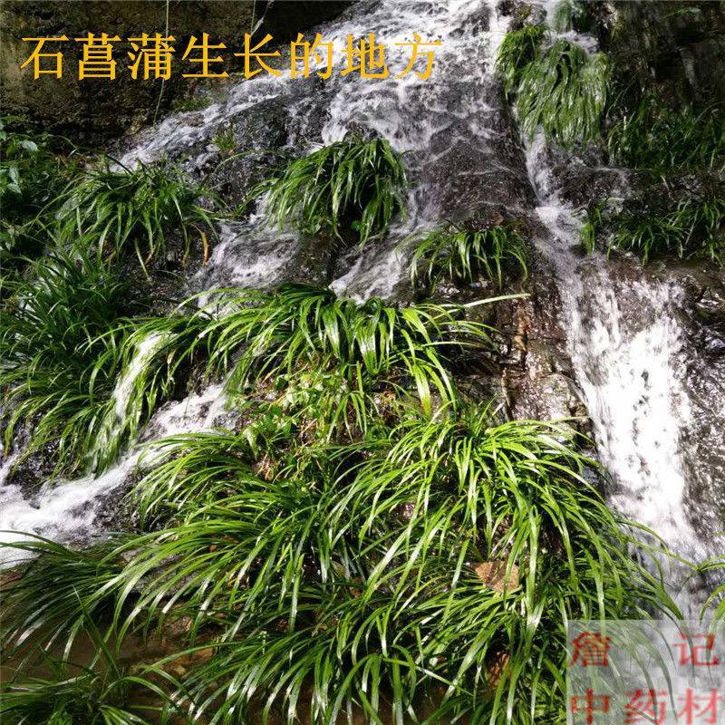 野生石菖蒲