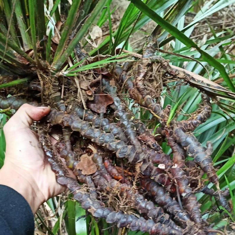 野生石菖蒲