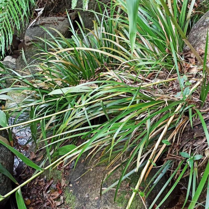 野生石菖蒲
