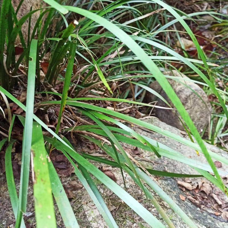 野生石菖蒲
