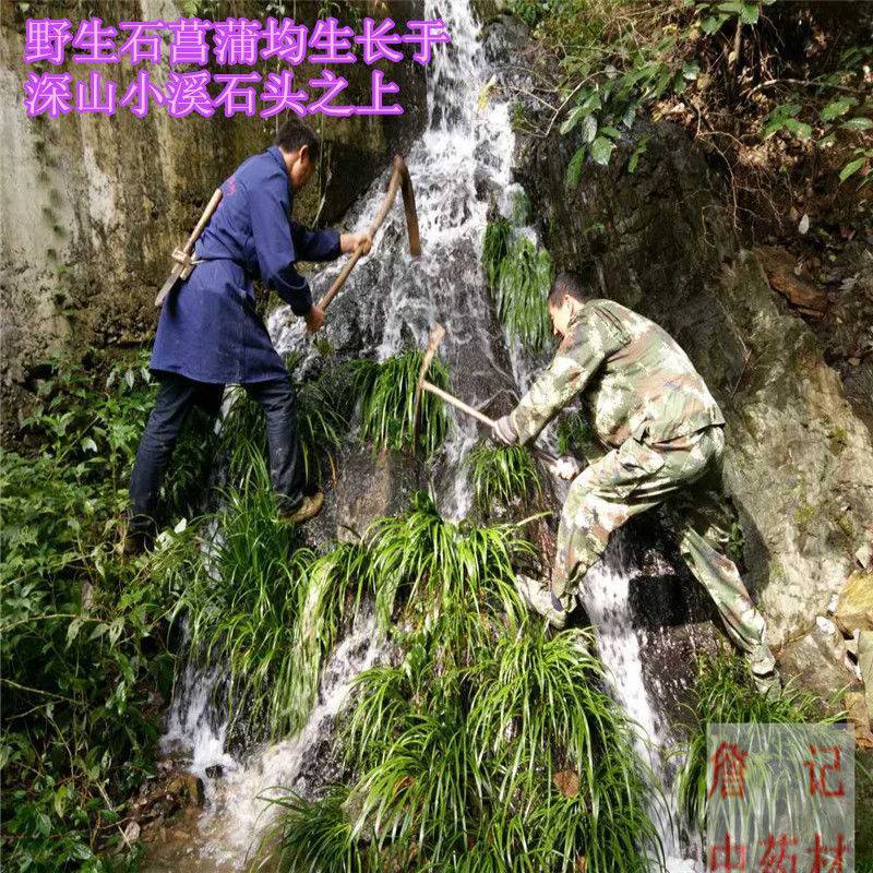 野生石菖蒲