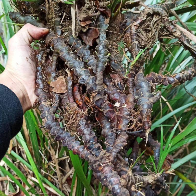 野生石菖蒲