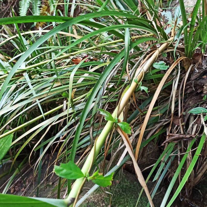野生石菖蒲