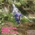 野生石菖蒲