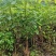 红花风铃木1米到2米头径(2到3公分)