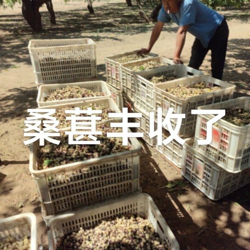 桑葚干