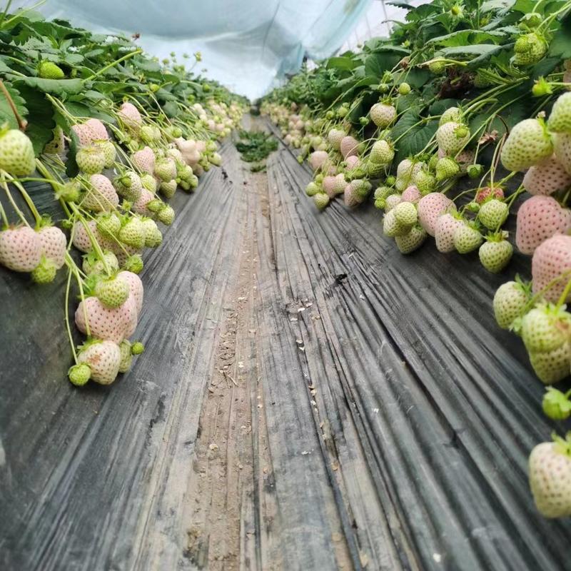 【实力】白雪公主草莓苗，品种齐全一手货源保证质量，