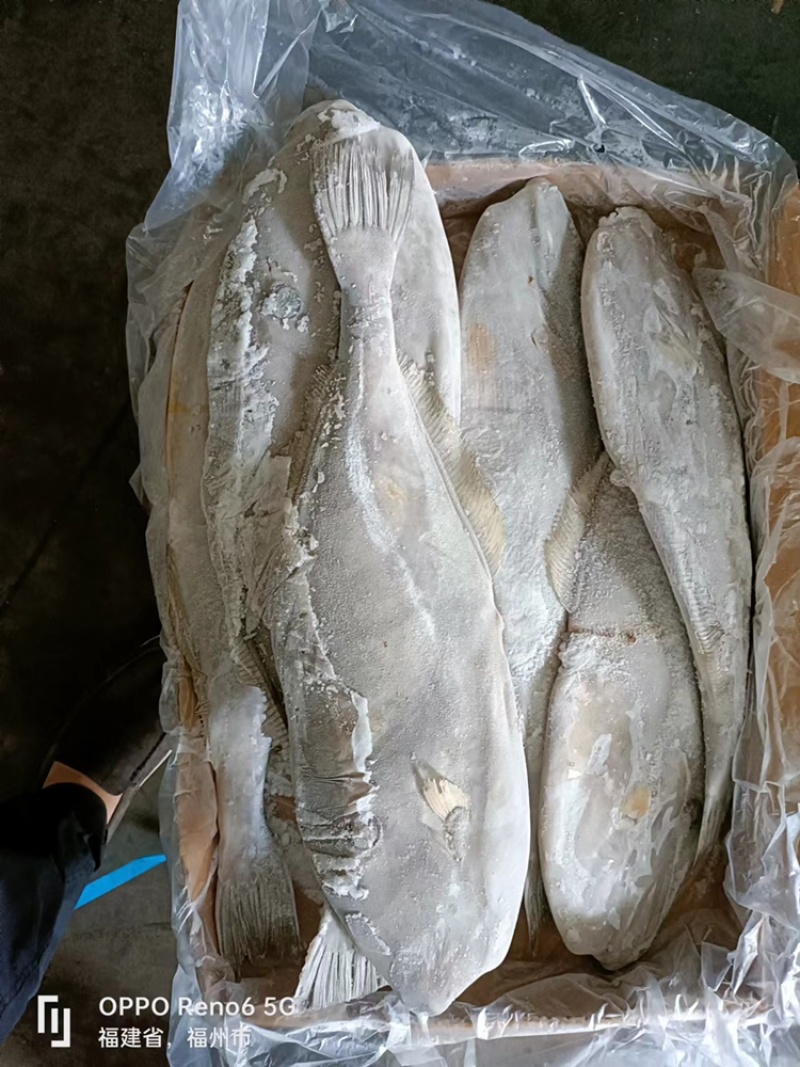 祝各位老板发财印度马面鱼扒皮鱼货好价格优