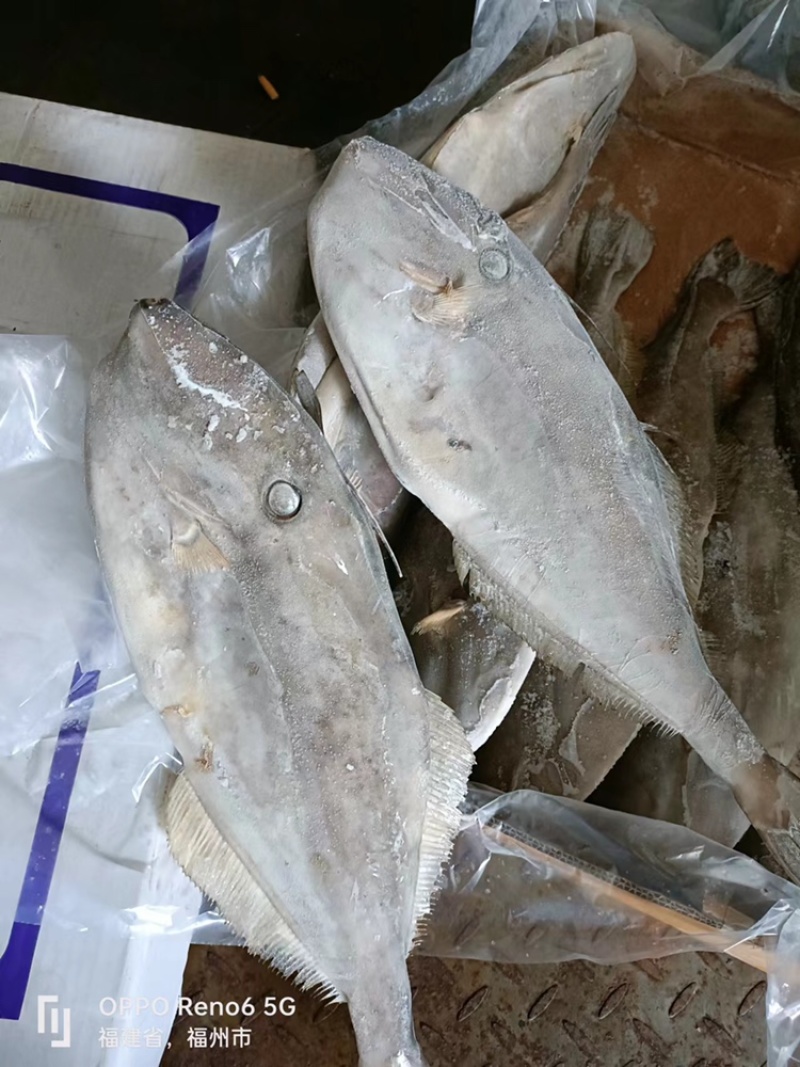祝各位老板发财印度马面鱼扒皮鱼货好价格优
