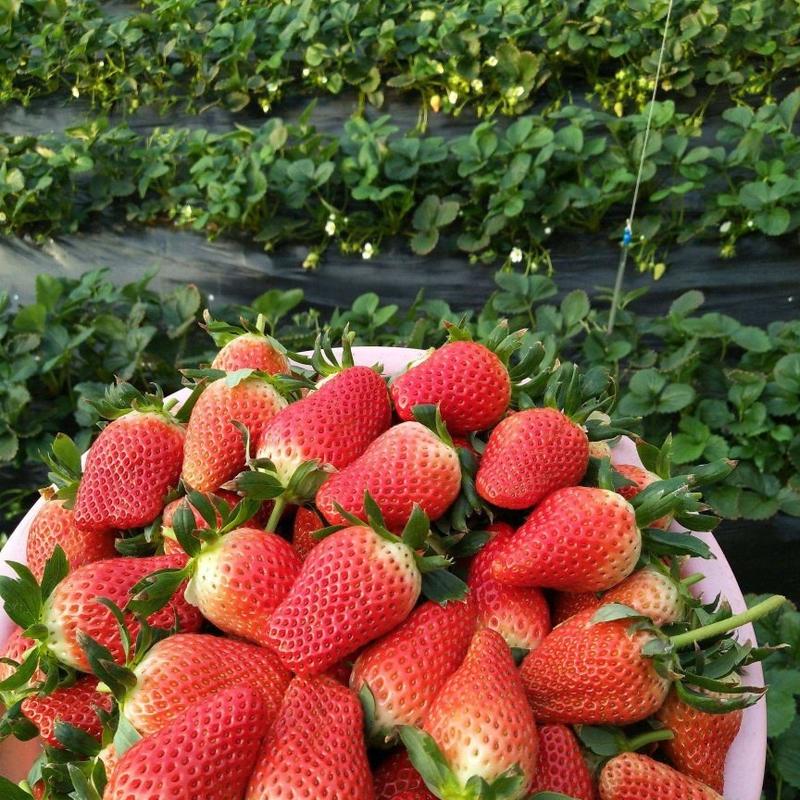 【实力】甜宝草莓苗脱毒苗量大优惠保证品种签约发货
