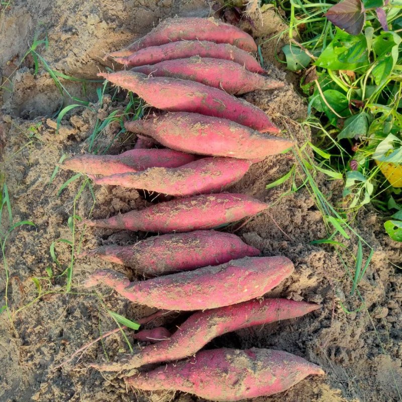 2022年7月11号