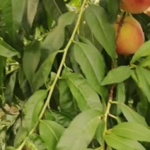 毛桃