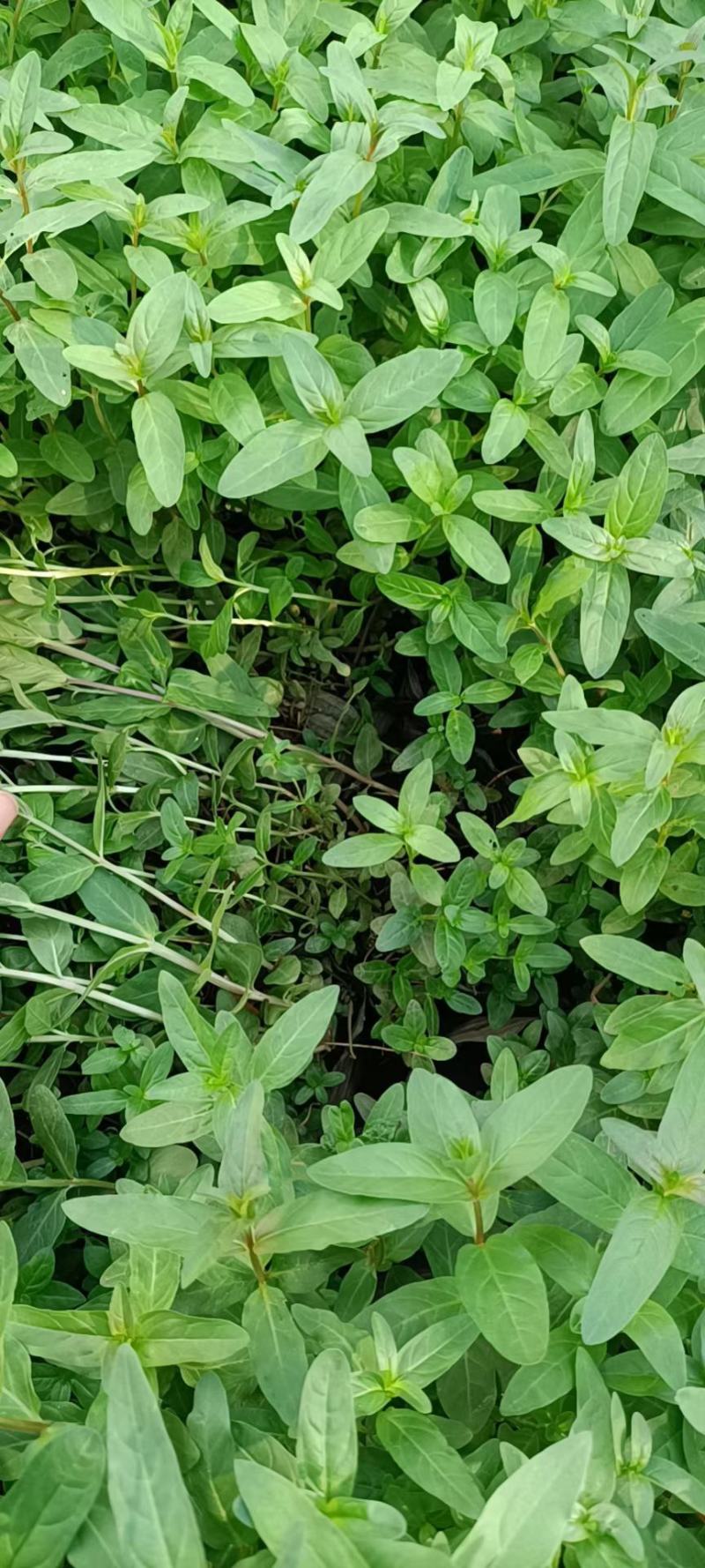 精品千屈菜苗大量上市，基地直销直发欢迎各位老板实地考察