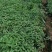 精品千屈菜苗大量上市，基地直销直发欢迎各位老板实地考察