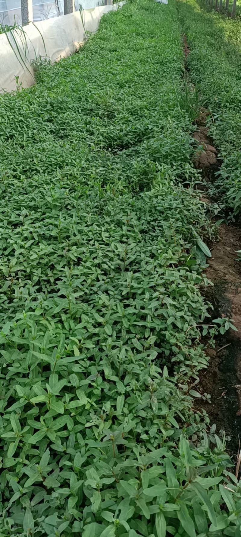 精品千屈菜苗大量上市，基地直销直发欢迎各位老板实地考察