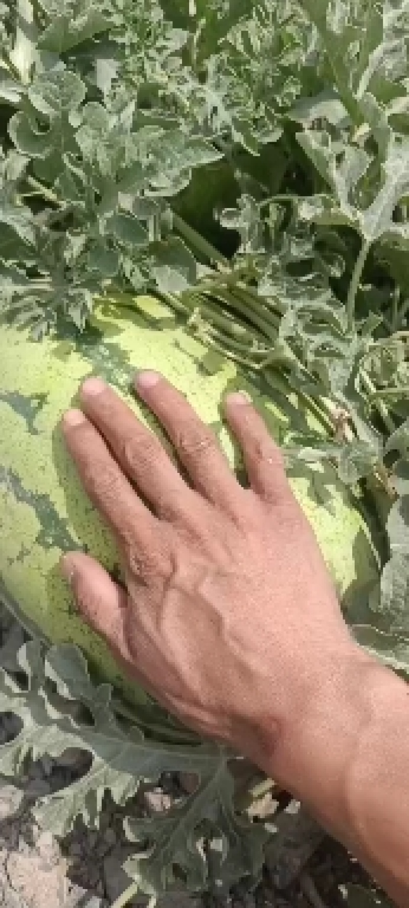 宁夏硒砂瓜，石头瓜，一手货源，产地直销，大吨位供应，
