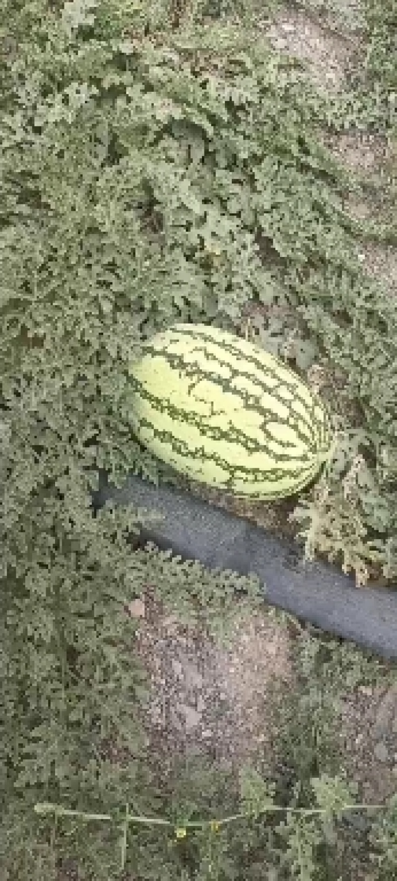 宁夏硒砂瓜，石头瓜，一手货源，产地直销，大吨位供应，