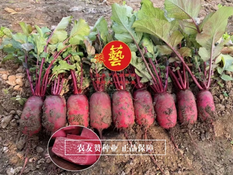 特色凤梨水果萝卜种子豫甜火龙果水果萝卜种子凤梨萝卜种
