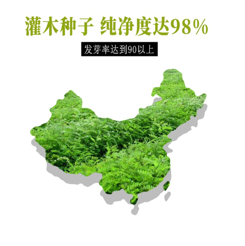 灌木猪屎豆种子四季易活灌木猪屎豆矿山护坡绿化园林造景草籽