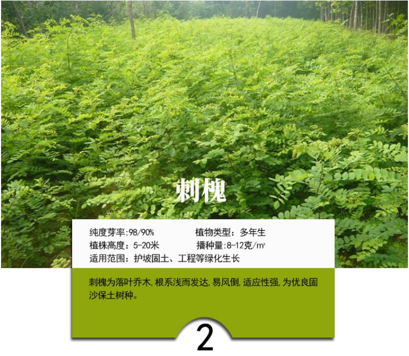 灌木猪屎豆种子四季易活灌木猪屎豆矿山护坡绿化园林造景草籽