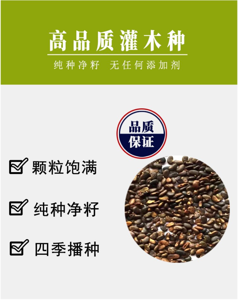灌木猪屎豆种子四季易活灌木猪屎豆矿山护坡绿化园林造景草籽