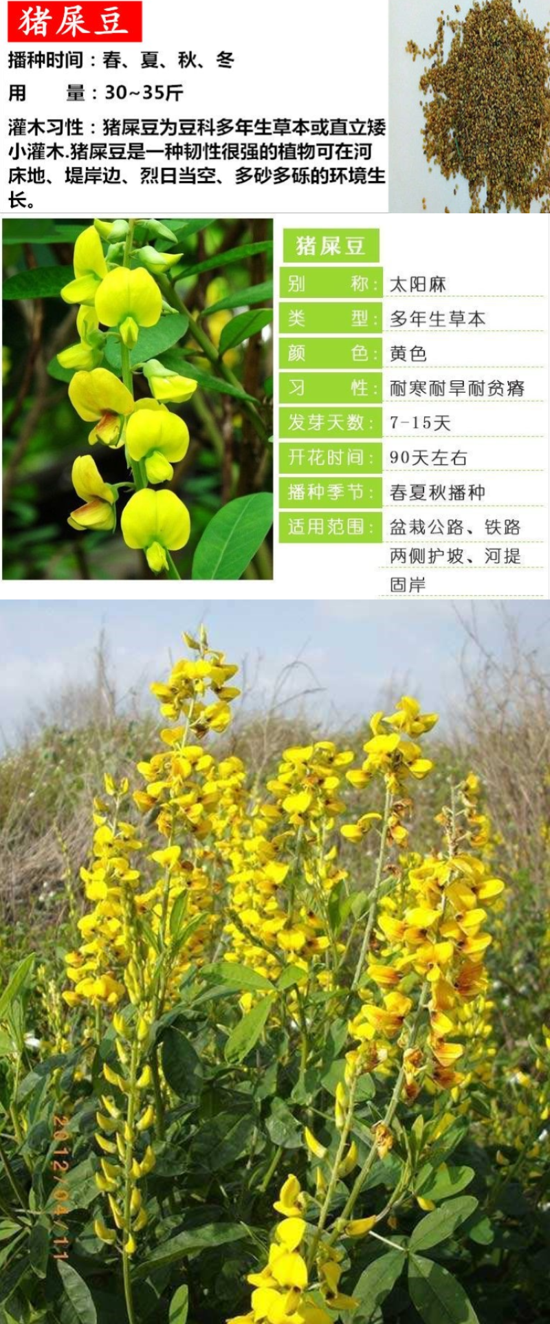灌木猪屎豆种子四季易活灌木猪屎豆矿山护坡绿化园林造景草籽
