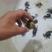 河蟹盘锦河蟹各种公蟹母蟹按要求发货保质保量