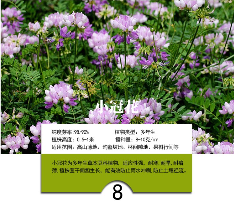 灌木猪屎豆种子四季易活灌木猪屎豆矿山护坡绿化园林造景草籽