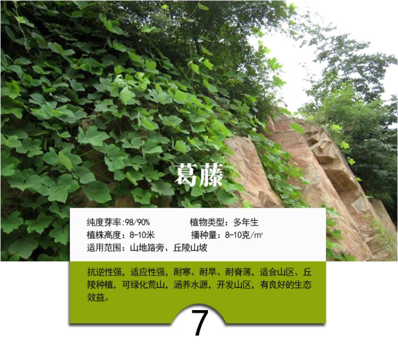 灌木猪屎豆种子四季易活灌木猪屎豆矿山护坡绿化园林造景草籽