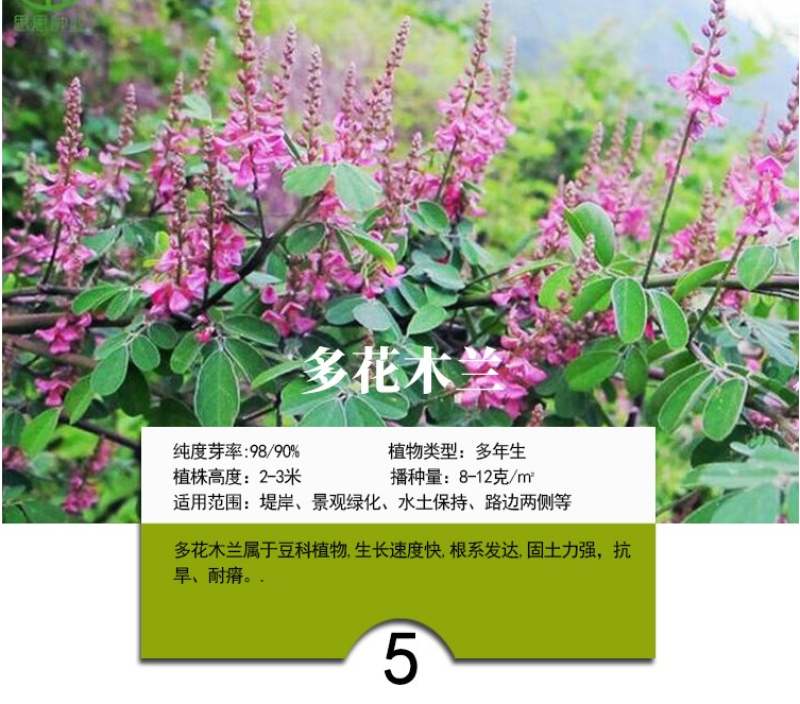 灌木猪屎豆种子四季易活灌木猪屎豆矿山护坡绿化园林造景草籽