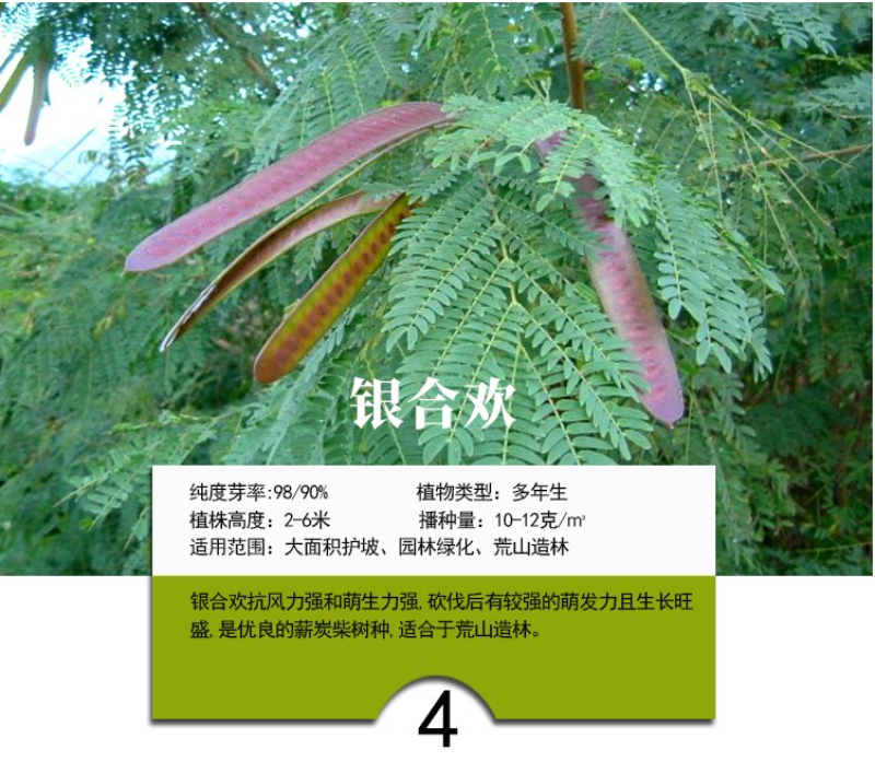 灌木猪屎豆种子四季易活灌木猪屎豆矿山护坡绿化园林造景草籽