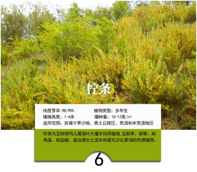灌木猪屎豆种子四季易活灌木猪屎豆矿山护坡绿化园林造景草籽